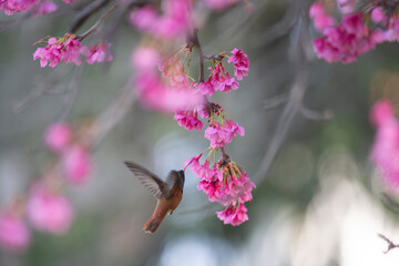 Hummingbird approaching beautiful pink flowers