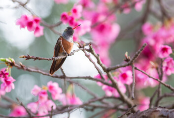 Hummingbird chirping on branch of sakura blooming flowers