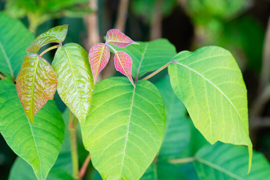 Closeup of poison ivy leaves in a garden