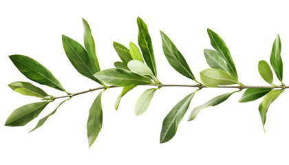 Naklejka premium Olive tree branch with green leaves isolated on white background with clipping path