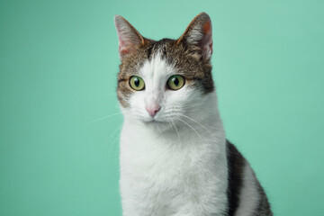 A curious white and tabby cat with vivid green eyes is attentively poised against a light blue background.