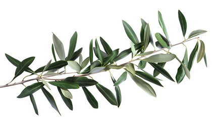 Olive tree branch with green leaves isolated on white background with clipping path