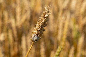 a snail climbs on a wheat stalk