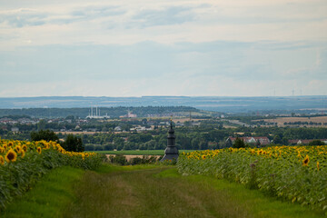 view through sun flower fields over Erfurt