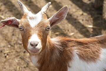 A goat with horns with a white heart on his forehead looks at the camera in close-up. farm