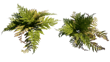 Fern Isolated