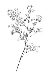 black and white transparent line drawing of a Babys Breath, white background, 