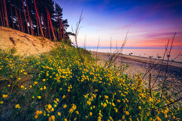 Wildflowers growing on the beach at sunset, Lithuania