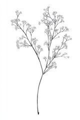 black and white transparent line drawing of a Babys Breath, white background, 