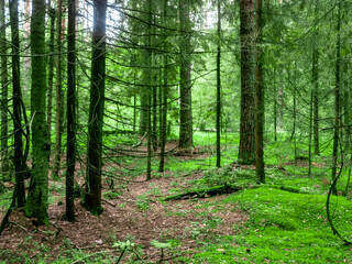 Fototapeta premium A Serene Forest Pathway Lined with Lush Greenery and Surrounded by Vibrant Nature