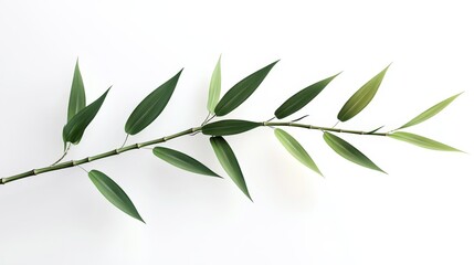 Lush Green Bamboo Branch Isolated on White Background - A single branch of bamboo with vibrant green leaves, symbolizing growth, tranquility, resilience, nature, and harmony.