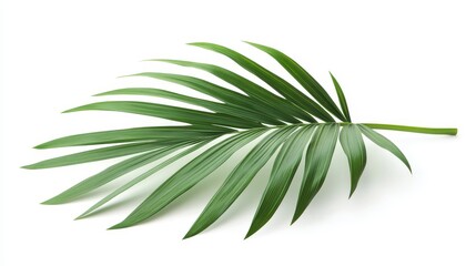 Obraz premium Lush Green Palm Leaf Isolated on White Background - A single, vibrant green palm leaf isolated on a white background. The leaf is a symbol of tropical paradise, relaxation, and natural beauty. Its del