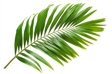 Obraz premium Lush Green Palm Leaf Isolated on White Background - A single, vibrant green palm leaf isolated on a white background. The leaf is a symbol of tropical paradise, summer vacation, and natural beauty. It