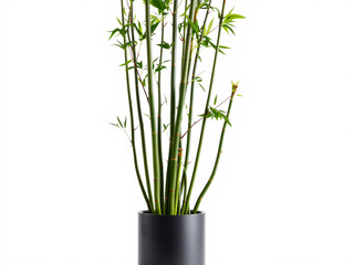 Obraz premium Bamboo Plant in a Pot on White Background