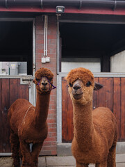 a pair of alpaca