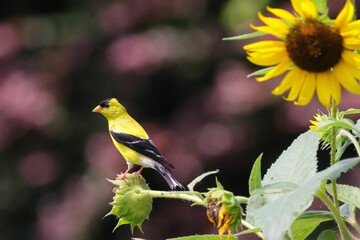 Small yellow bird perched on a sunflower with a blurred background