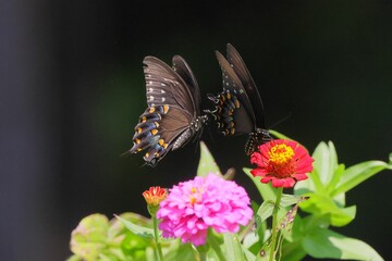 Black butterflies with colorful spots flying near vibrant red and pink flowers in a garden setting