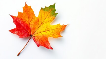 Vibrant Autumn Maple Leaf Isolated on White Background - A single maple leaf with vibrant red, orange, yellow, and green hues, showcasing the beauty of fall foliage. The leaf is isolated on a clean wh