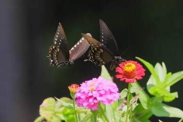 Black butterflies flying around vibrant pink and red flowers in a garden setting