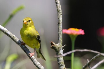 Vibrant yellow bird perched on a branch with a blurred background and flowers