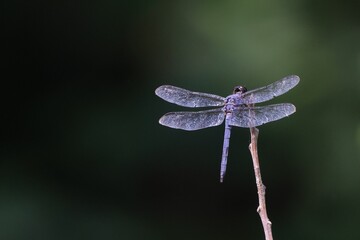 Close-up of a dragonfly perched on a twig with a blurred green background.
