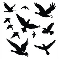 Set of Bird silhouettes. Vector elements for design.
