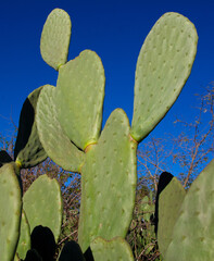 Even under the scorching sun of the day, the cactus stands tall, displaying its resilient beauty. Every detail of its surface tells a story of strength and adaptation. It thrives where few survive,