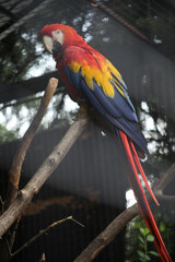 Papuga Ara w Krakowskim zoo. © Pawe