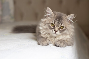 British white gray longhair cat relaxing and laying on bed. Domestic cat is resting and looking at camera
