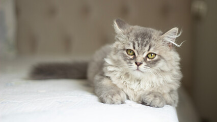 British white gray longhair cat relaxing and laying on bed. Domestic cat is resting and looking at camera