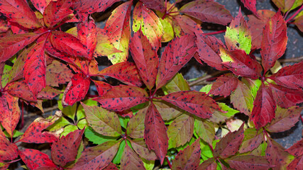 Parthenocissus. wild or girlish grapes. Red leaves of creeping wild maiden grapes in autumn. Natural background, colorful purple yellow leaf quinquefolia close up. Texture bright foliage