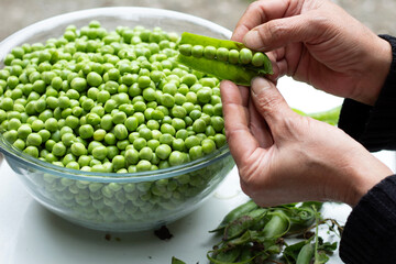 Woman's hand picking peas and a bowl of peas on the table 