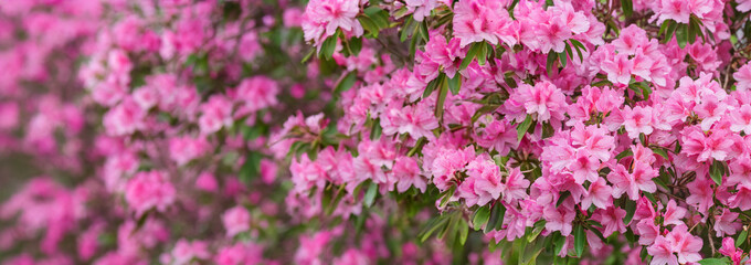 Obraz premium The image shows a close-up of a pink flower with green leaves and stems. It has a soft focus background.
