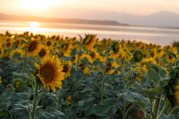Obraz premium Beautiful sunset over sunflowers field
