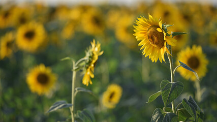yellow sunflowers in the field. Large sunflower flowers in the sun. Yellow flowers on a farm field...