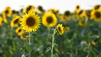 Obraz premium field view, large yellow sunflower for background. Yellow sunflowers in sunlight. good harvest concept, bright sunny flower. farming, vegetable garden, field, growing seeds for oil.