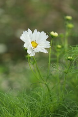 Cosmos flowers, summer season image. 
Cosmos flowers in nature, sweet background, blurry flower background