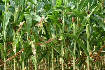 ears of corn and green leaves on a field background close-up. Corn farm. A selective focus picture of corn cob in organic corn field. concept of good harvest, agricultural. farmland