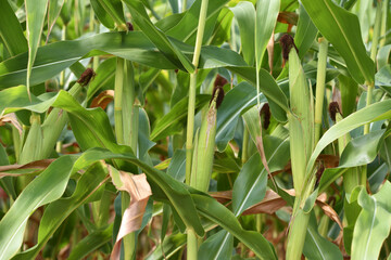 corn cob and green leaves on a field. Corn farm. photo of corn cob in organic corn field. concept of good harvest, agricultural. farmland. agrarian industry. agricultural background. close-up