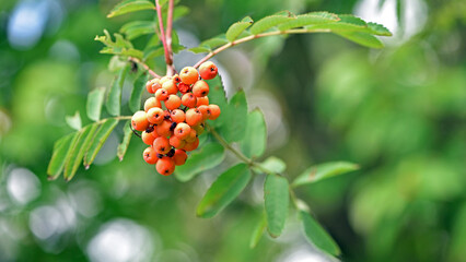 red rowan berries on a branch with leaves. autumn background. Rowan branches covered with beautiful red berries. ripe Rowan. red rowan close-up. summer or autumn background