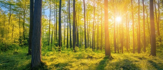 Naklejka premium Sunbeams Shining Through Trees in a Lush Forest