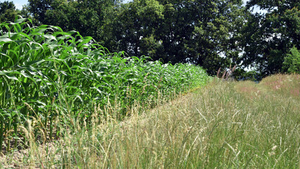 green corn leaves. Corn farm. photo of corn field. concept of good harvest, agricultural. Field of corn in spring or early summer. field road