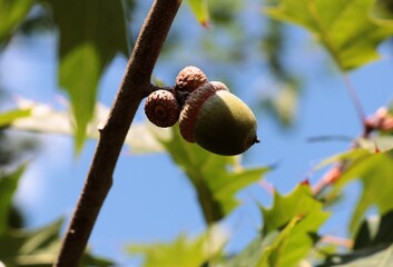 oak tree - Quercus robur and growing acorns close up