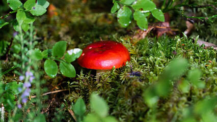 Bright Red Mushroom Amidst Lush Forest Underbrush