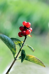 red berries of Lonicera plant close up
