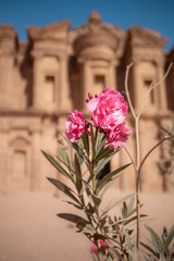 Vertical Scenery of Nerium Oleander with Shallow Depth of Field Background of Majestic Architectural Building in Petra. Beautiful Pink Flower with Ed-Deir Monument in Jordan.