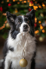 Obraz premium Festive Portrait of Border Collie Holding Gold Christmas Bauble. Vertical Black and White Dog with Christmas Background.