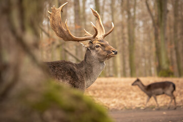 Shallow Depth of Field of European Fallow Deer in Czech Republic. Furry Buck with Antlers in Autumn Forest Park.