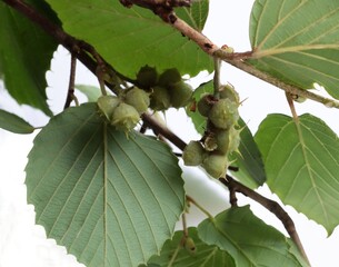 Corylopsis spicata tree with small fruits close up