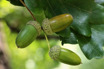 oak tree - Quercus robur and growing acorns close up